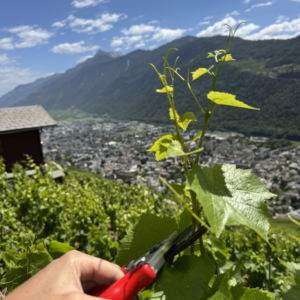 Alpine Vineyard Experience | Meet a Valais Winegrower in Plan-Cerisier